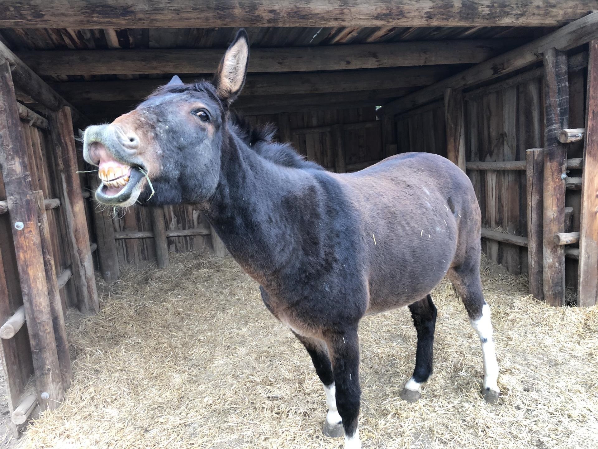2021-10 Mule told a joke