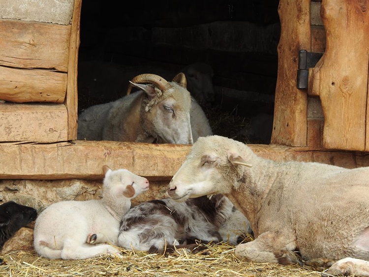 Baby sheep lying in front of shelter door with mother lamb