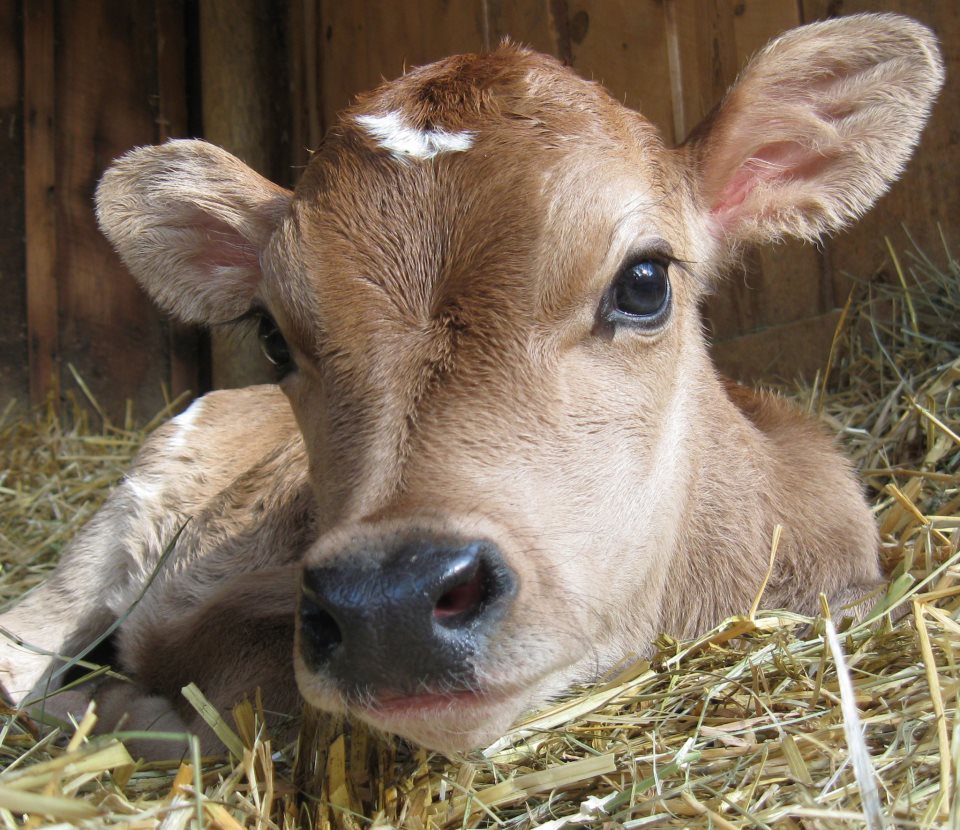 Calf laying in hay at Littleton Museum