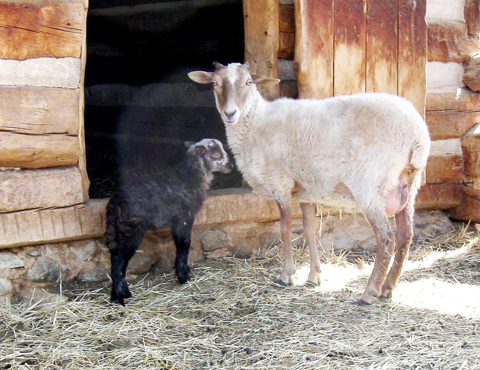 Museum ewe and lamb on 1860s farm