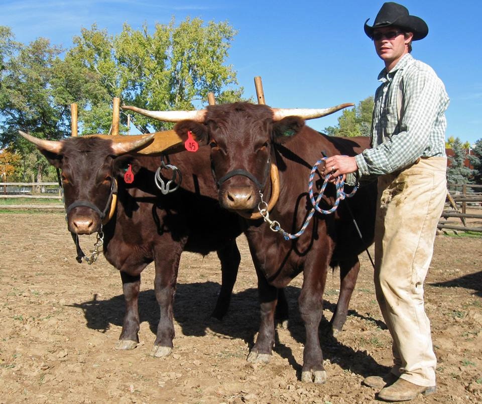 Team of oxen in yoke with farmer