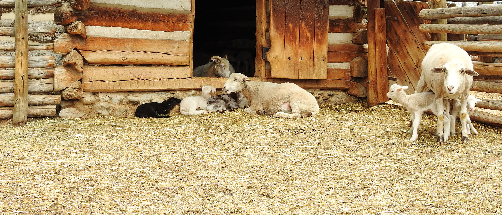 A family of sheep laying in front of a historical barn